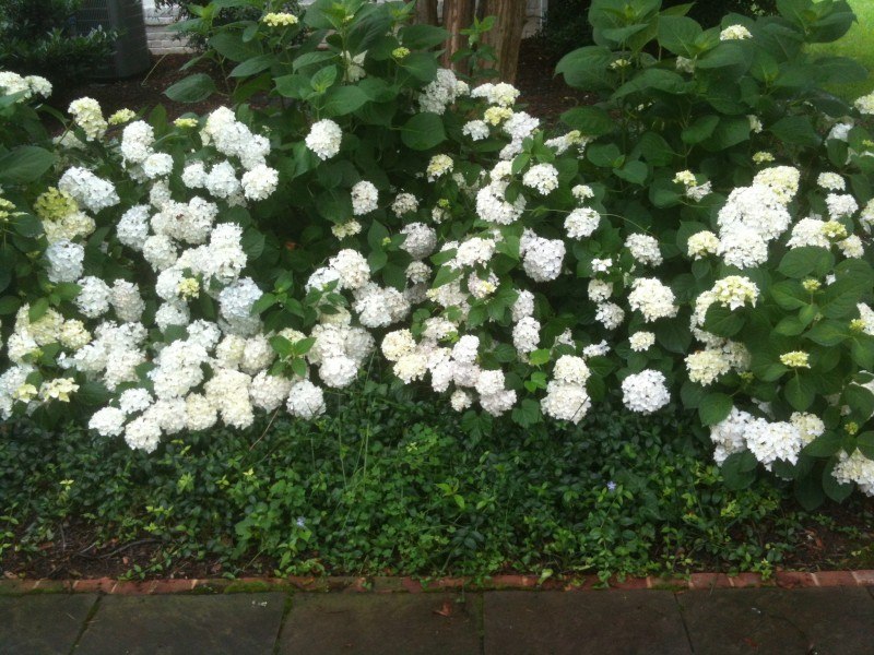 blushing bride re blooming hydrangea hydrangea macrophylla blushing 