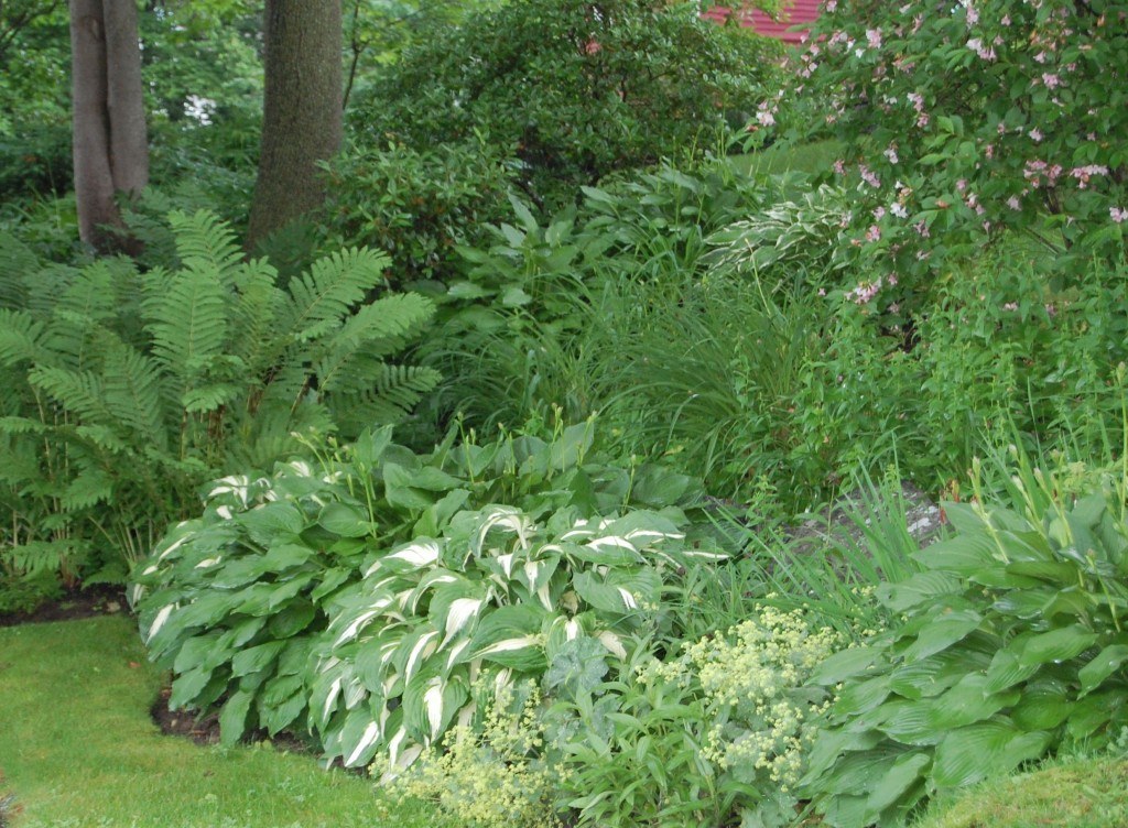 ferns and hosta