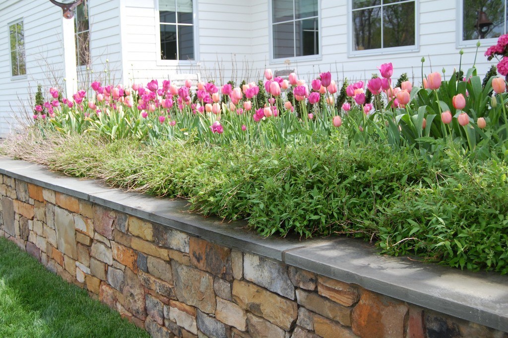 Tulips and Deutzia