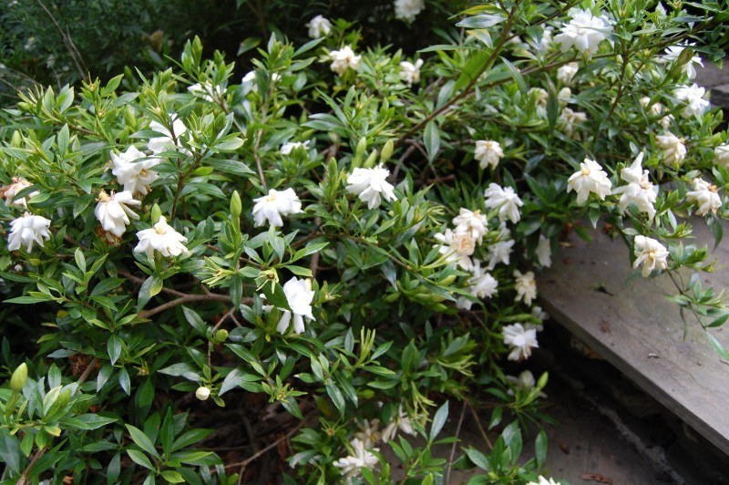 gardenia radicans