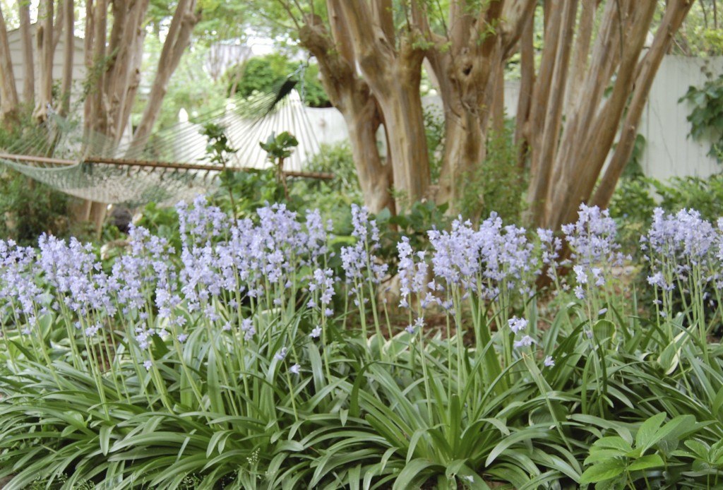 Spanish Bluebells