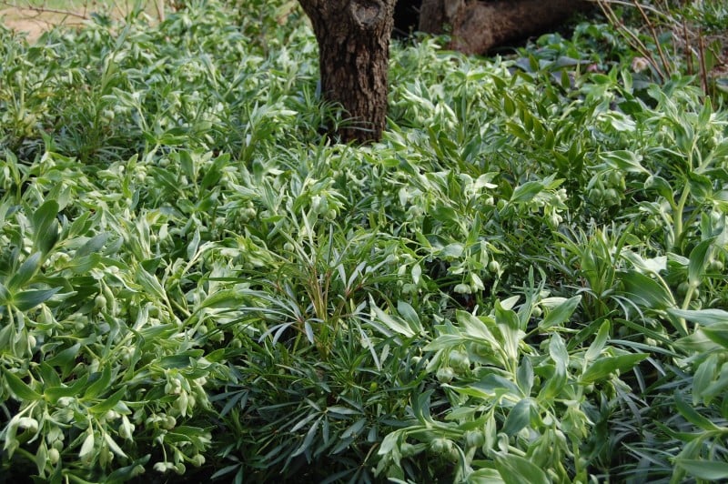 helleborus foetidus