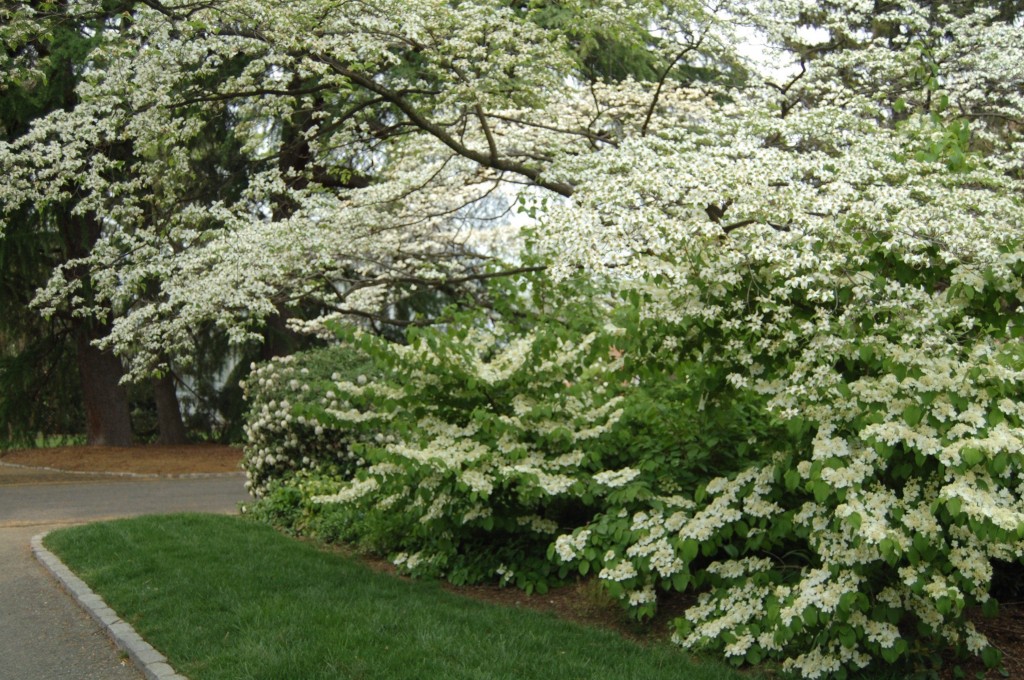 double file viburnum