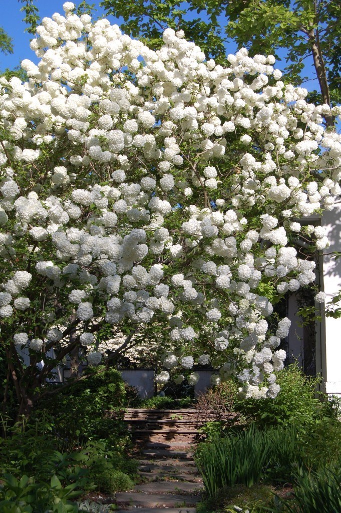 Snowball Viburnum