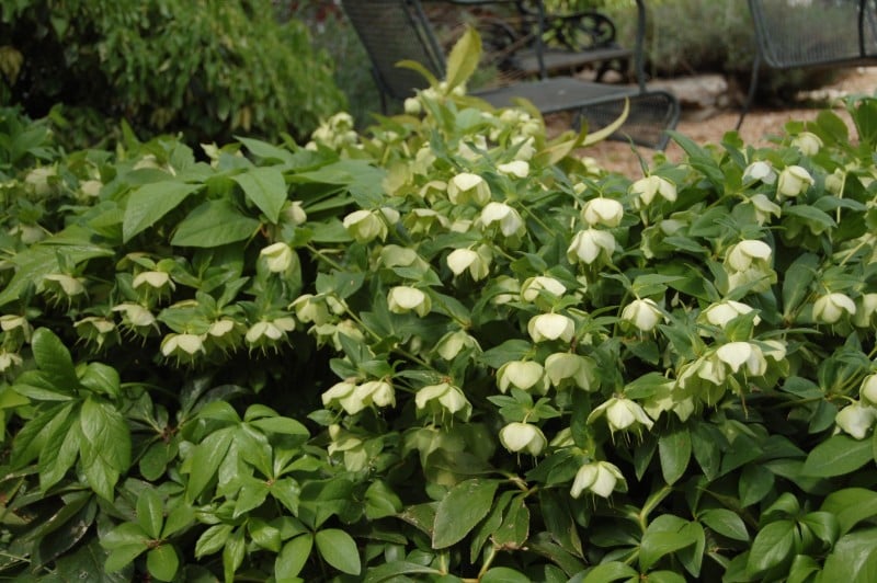 lenten rose