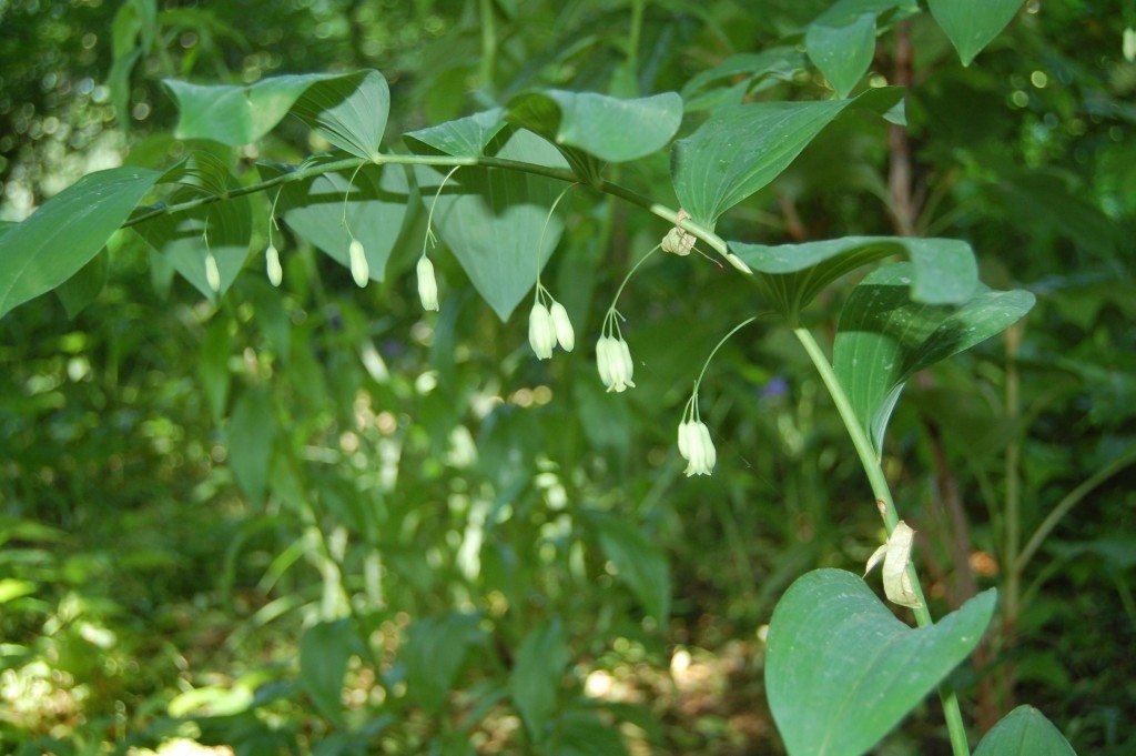 Solomon's Seal