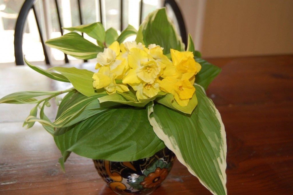 daffs and hosta