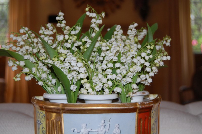 lily of valley