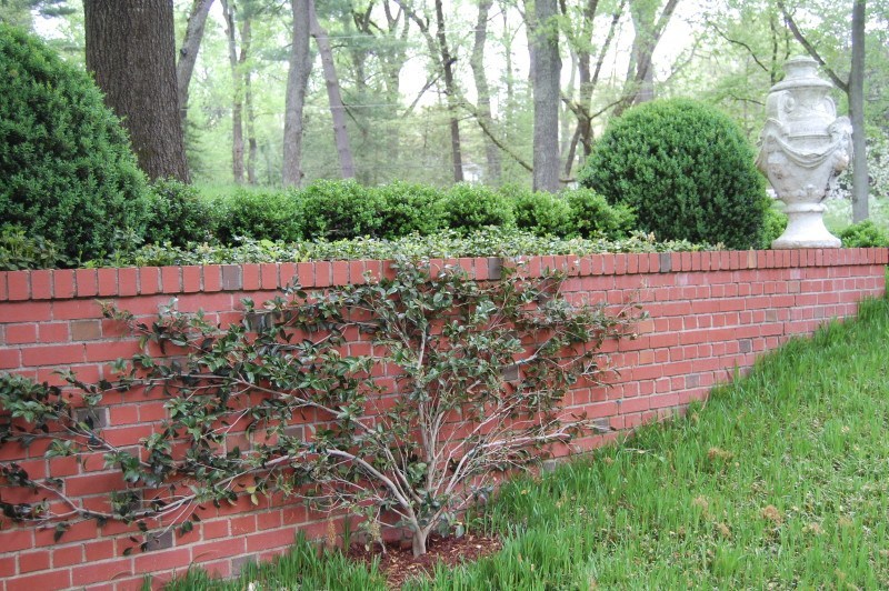 espalliered camellia on front wall