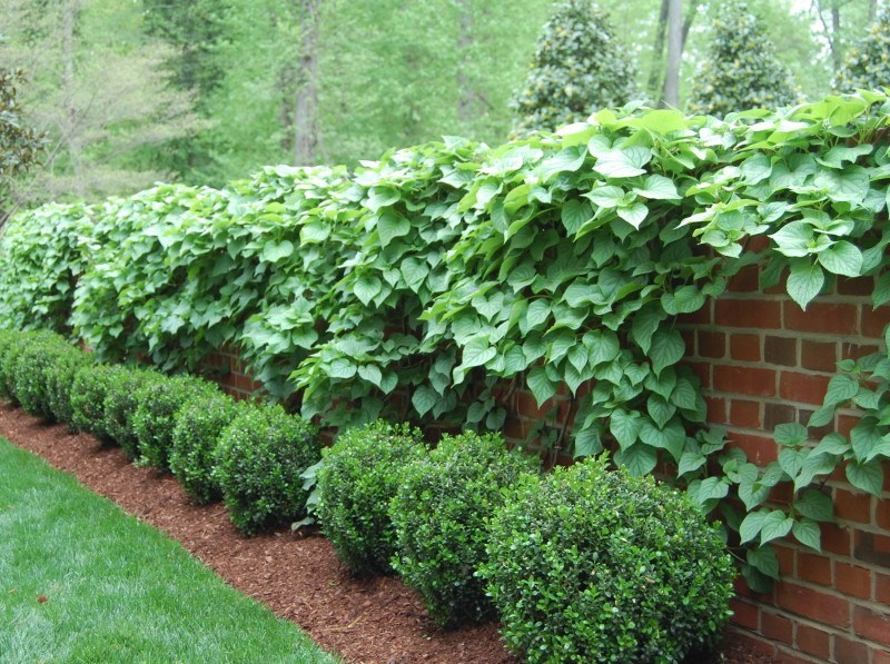 Climbing hydrangea on wall