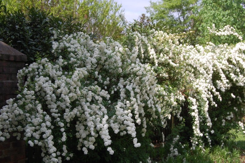 spirea