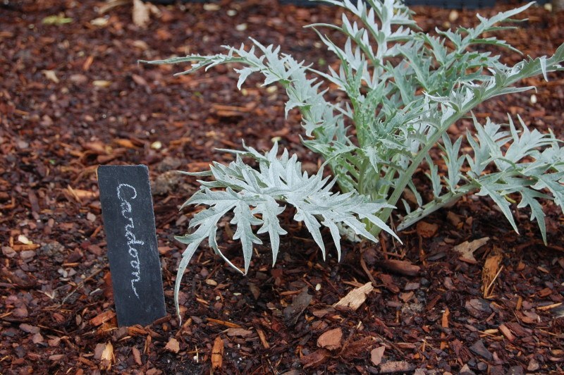 Cardoon