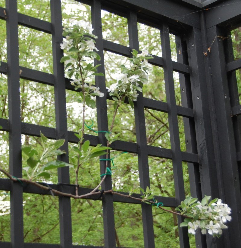 apple blossoms