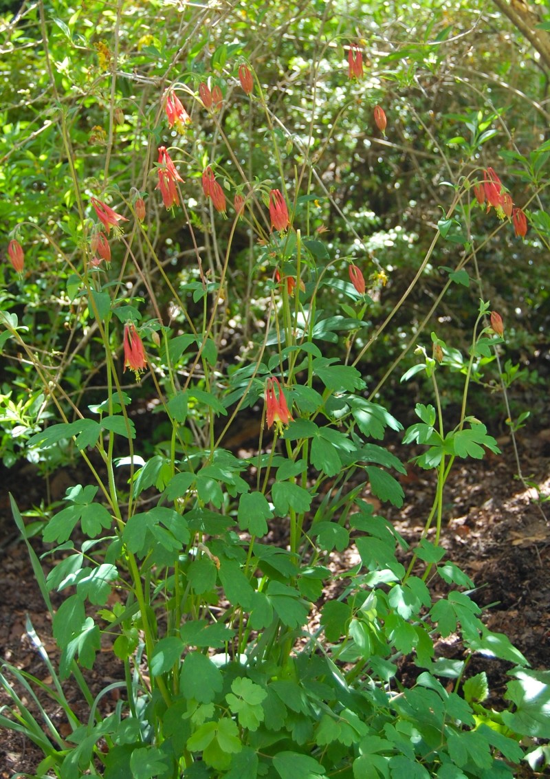 columbine