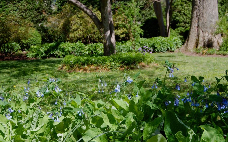 Bluebells