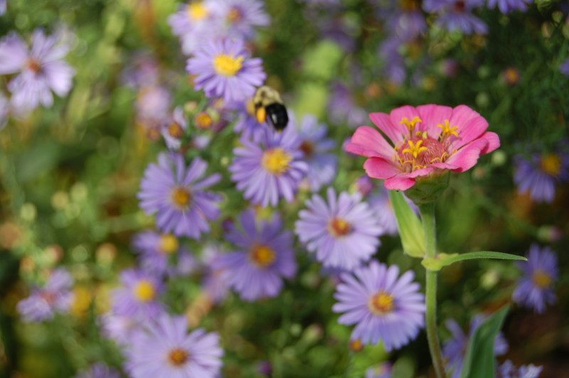 Aster and zinnia