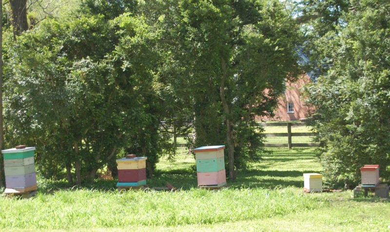 bee hives