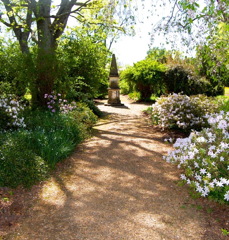 chapel azaleas