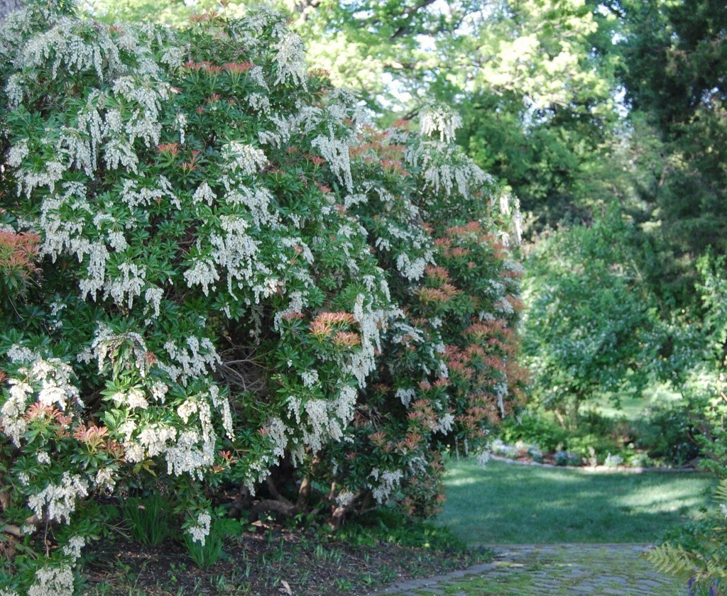 Pieris japonica