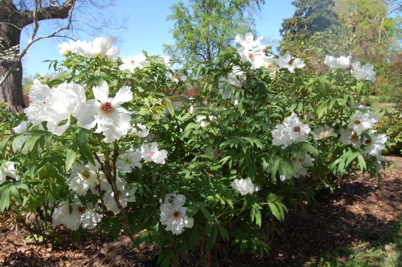 tree peonies