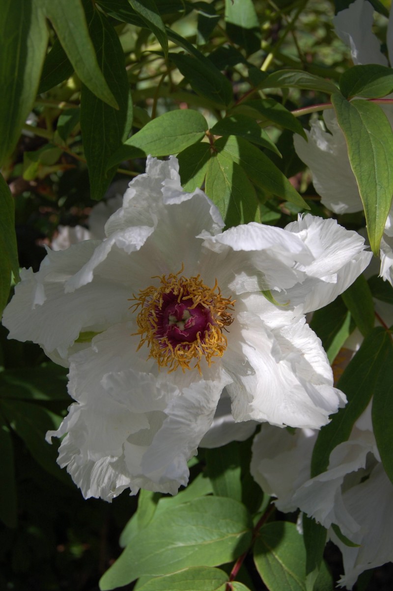 tree peony