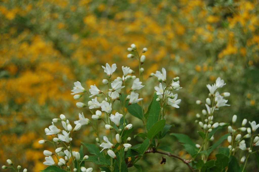 Deutzia gracilis in the foreground, Kerria japonica in the background.