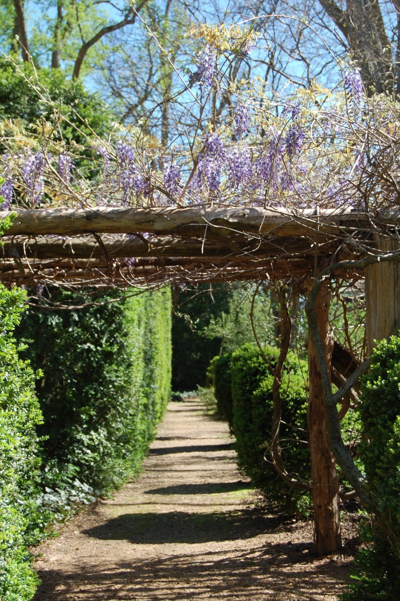 Wisteria