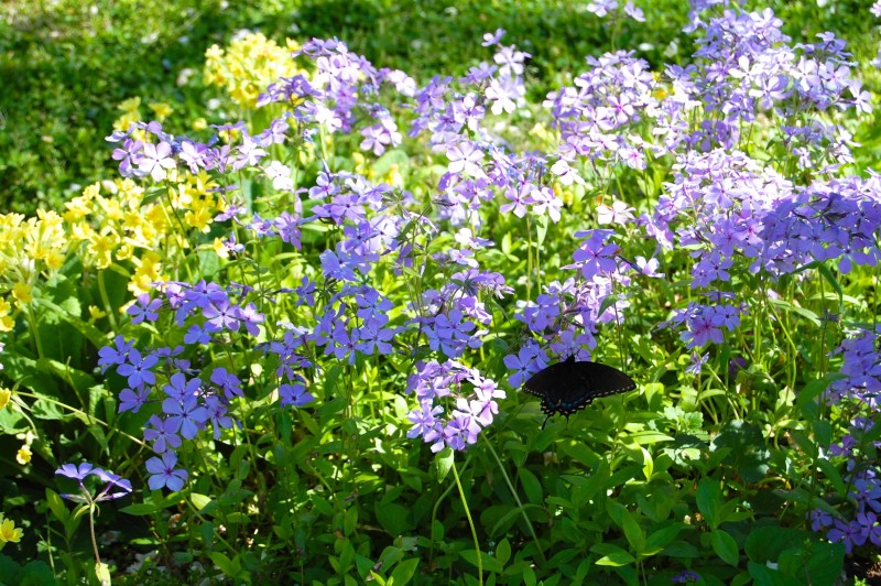 Woodland phlox