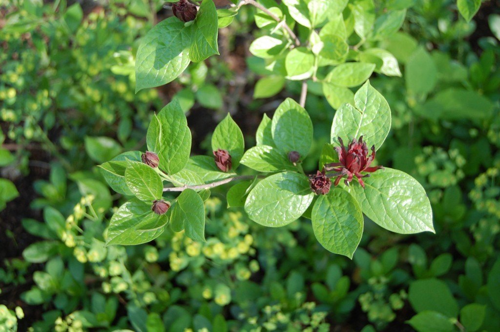 The native Carolina Allspice (Calycanthus floridus)