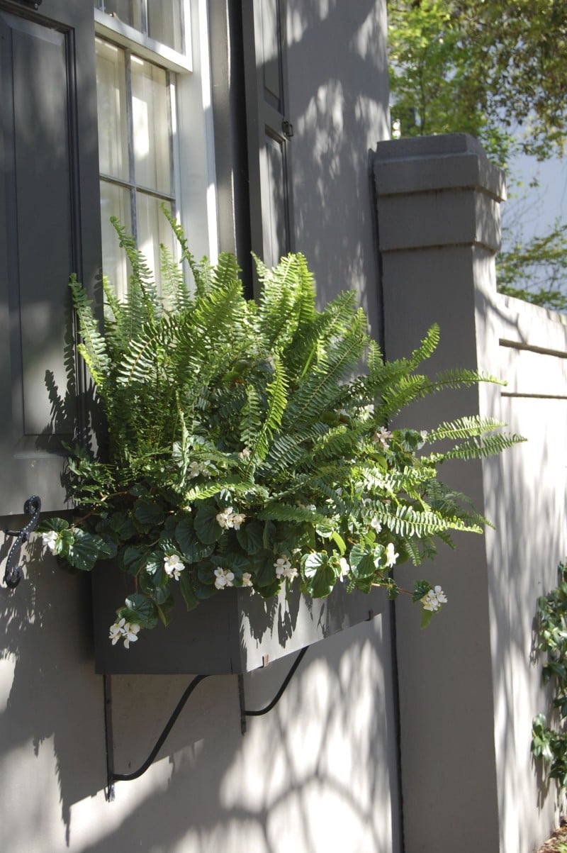 ferns and begonia