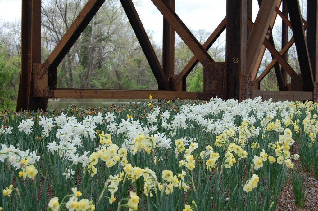 Narcissus