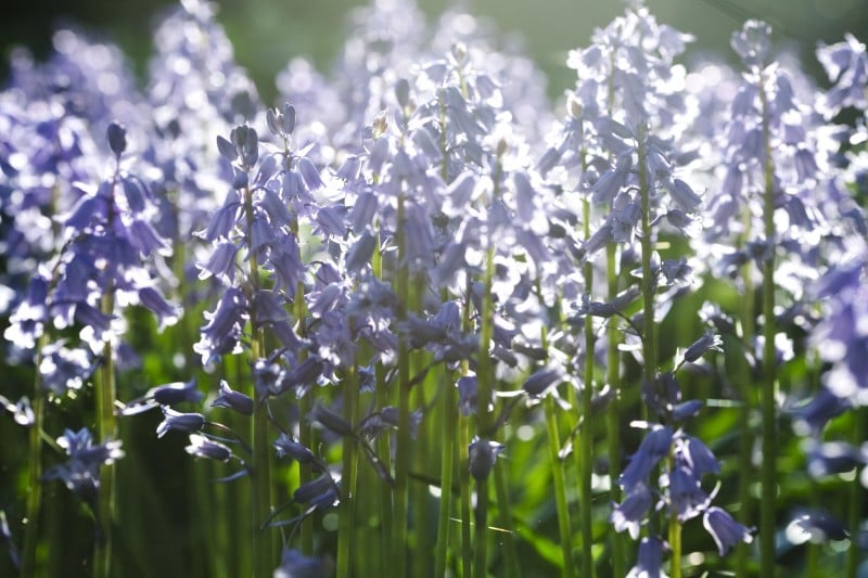 spanish bluebell