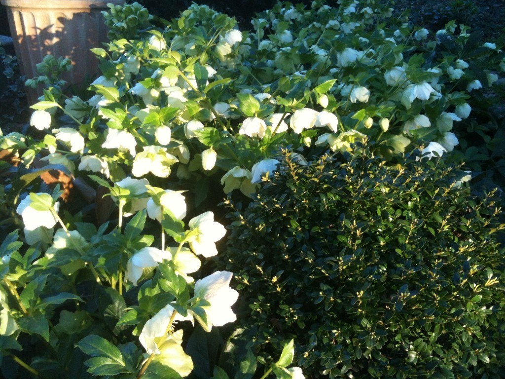 Boxwood and helleborus