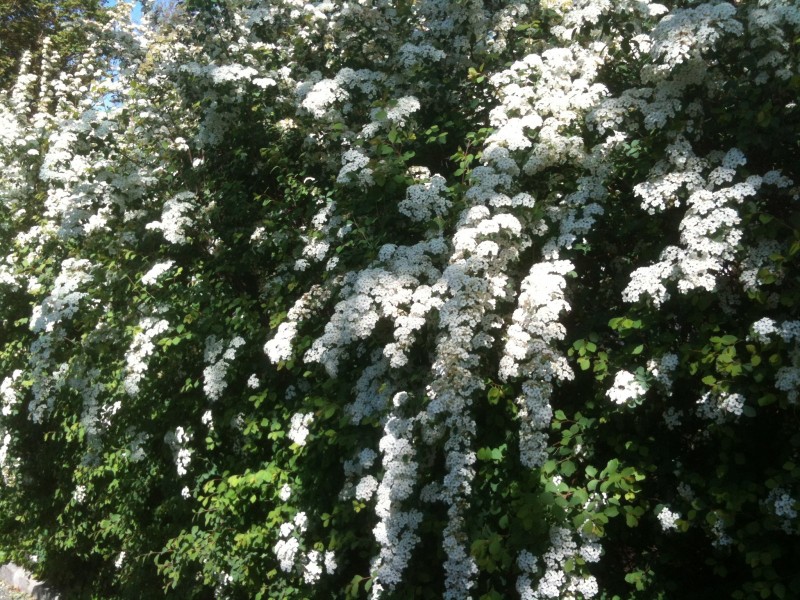 Vanhoutii Spirea