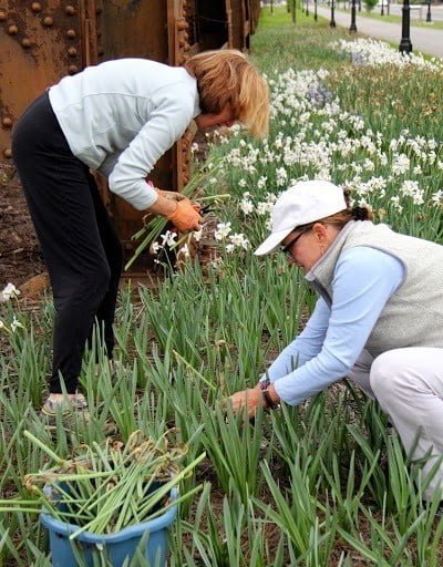 deadheading daffs