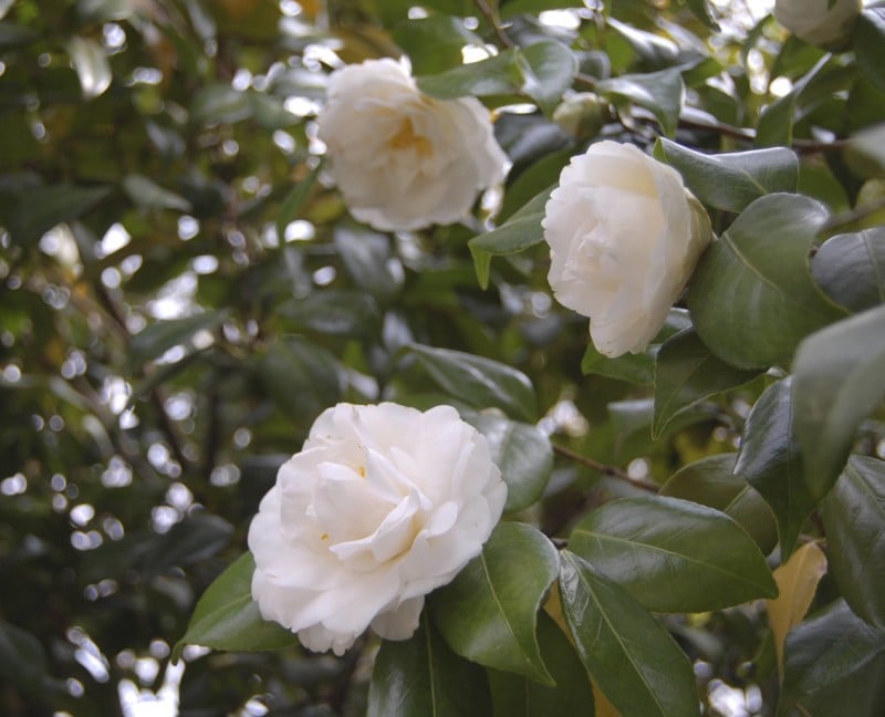 White Camellia