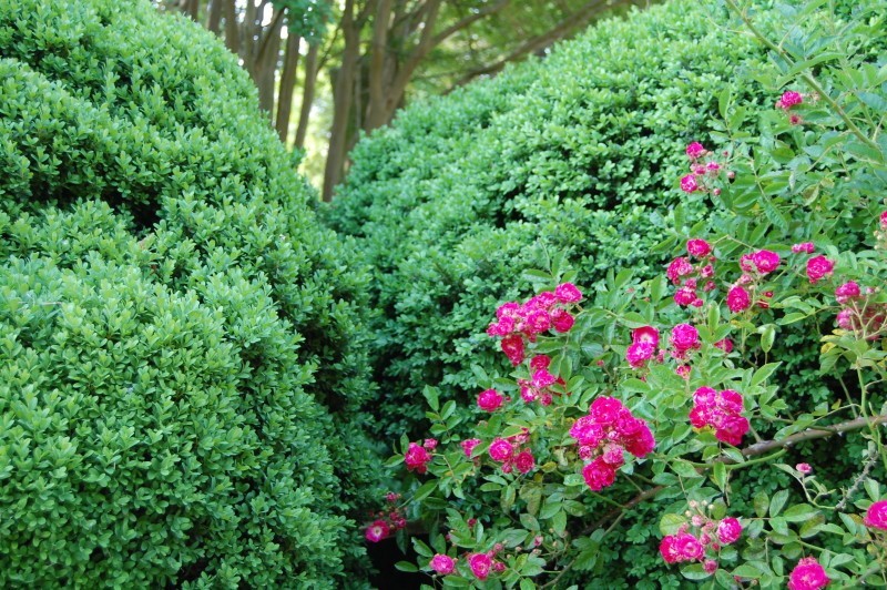 HOLLYWOOD CEMETERY’S HERITAGE ROSES – thewelldressedgarden.com